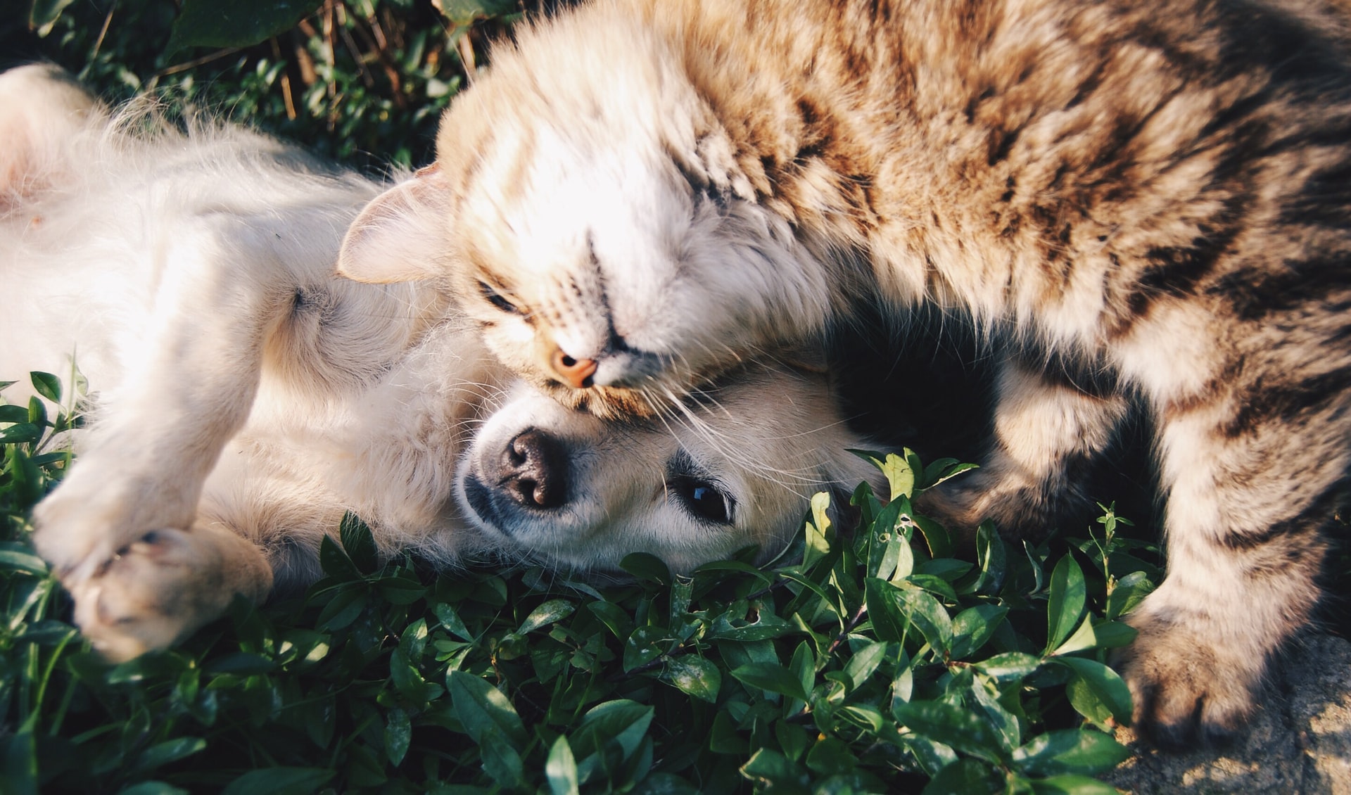 The Power of Pets: Health Benefits of Human-Animal Interactions